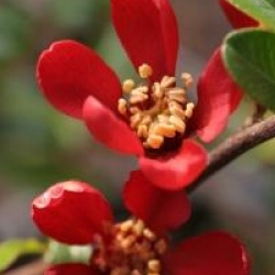 Chaenomeles speciosa Hot Fire � 'Minvesu' 