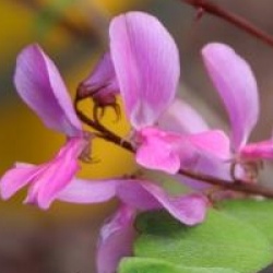 Indigofera himalayensis 'Silk Road' 