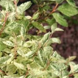 Spiraea x vanhouttei 'Pink Ice'