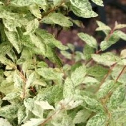 Spiraea x vanhouttei 'Pink Ice'