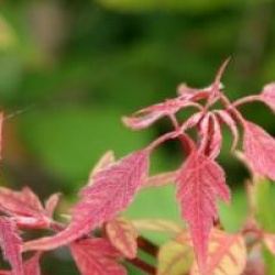 �rable � feuilles de vigne