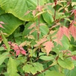 Acer cissifolium 