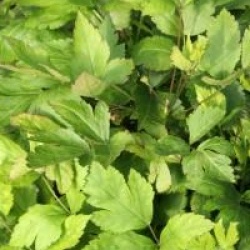 Xanthorhiza simplicissima