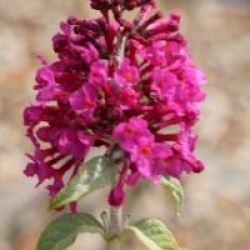 Buddleja 'Miss Ruby' cov 