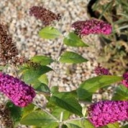 Buddleja 'Miss Ruby' cov 