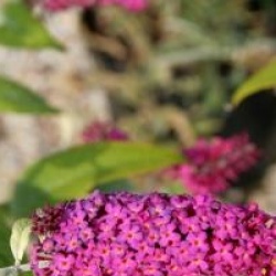 Buddleja 'Miss Ruby' cov 