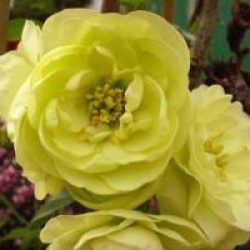 Chaenomeles speciosa 'Kinshiden'