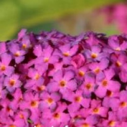 Buddleja 'Miss Ruby' cov 