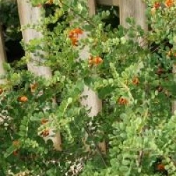 Colutea x media 'Copper Beauty'