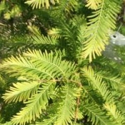 Metasequoia glyptostroboides 'Chubby' - M�tas�quoia Chubby