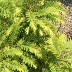 Metasequoia glyptostroboides 'Chubby'