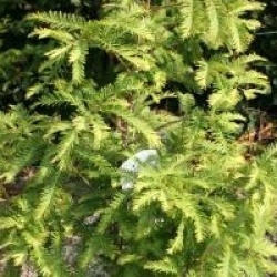 Metasequoia glyptostroboides 'Chubby'
