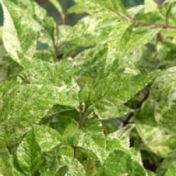 Callicarpa dichotoma 'Shiji Murasaki'