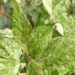 Callicarpa dichotoma 'Shiji Murasaki'