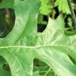 Quercus palustris 'Green Pillar' �