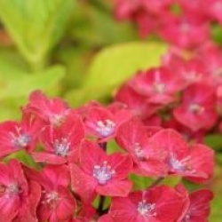 Hydrangea macrophylla 'Horwack' SCHLOSS WACKERBARTH �
