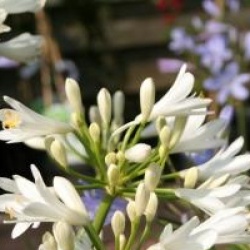 Agapanthus 'Snow Storm'