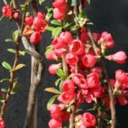 Chaenomeles speciosa 'Rubra'