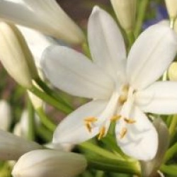 Agapanthus 'Snow Storm'