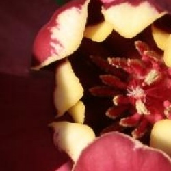 Calycanthus 'Aphrodite' �