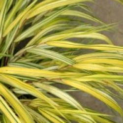 Hakonechloa macra 'Aureola'