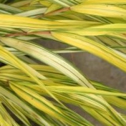 Hakonechloa macra 'Aureola'