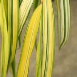 Hakonechloa macra 'Aureola'