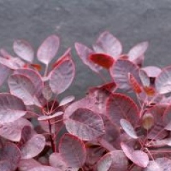 Cotinus coggygria 'Royal Purple'