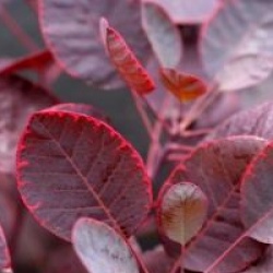 Cotinus coggygria 'Royal Purple'