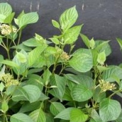 Cornus sericea 'Firedance'� - Cornouiller Firedance