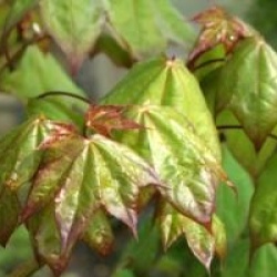 Acer cappadocicum 'Rubrum'