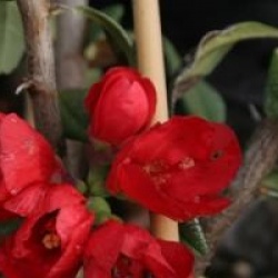 Chaenomeles speciosa 'Rubra'