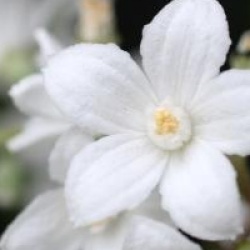 Deutzia magical 'Silver Star'