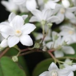 Deutzia magical 'Silver Star'