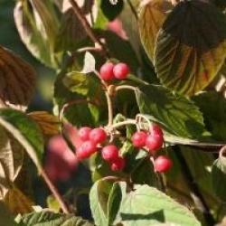Viburnum hupehense 