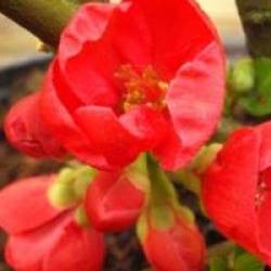 Chaenomeles speciosa 'Rubra' - Cognassier du Japon rouge