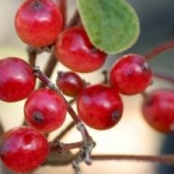 Viburnum flavescens - Viorne flavescens