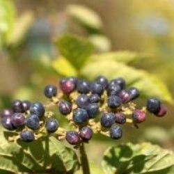 Viburnum bracteatum