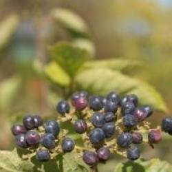 Viburnum bracteatum