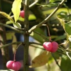 Euonymus europaeus 'Chrysophyllus'