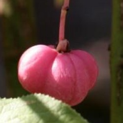 Euonymus europaeus 'Chrysophyllus'