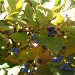 Symplocos paniculata 