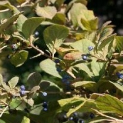 Symplocos paniculata 
