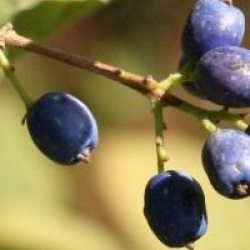 Symplocos paniculata 
