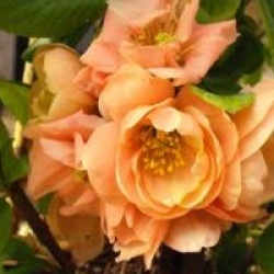 Chaenomeles x superba 'Cameo'