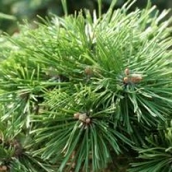 Pinus mugo 'Benjamin'