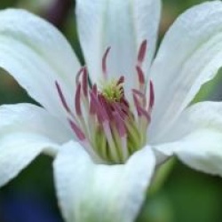 Clematis 'Princess Kate' - Cl�matite Princess Kate