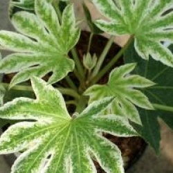 Fatsia japonica 'Spider's Web'