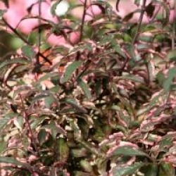 Prunus cerasifera 'Hessei'