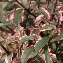Prunus cerasifera 'Hessei'